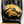 Raion Pro MMA Gloves - Black/Gold